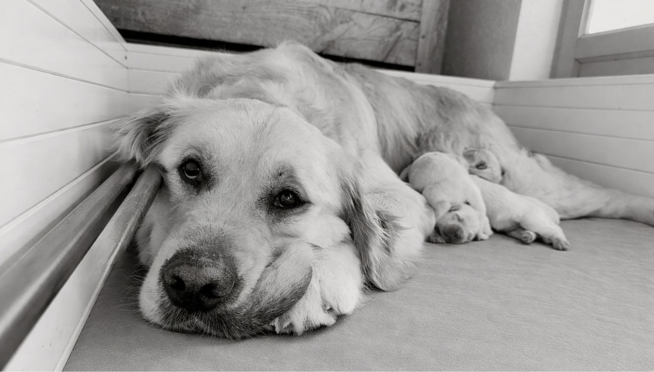Chiot Golden Retriever Du Clos Des Trois Charmes