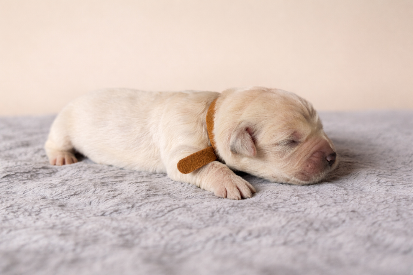 Du Clos Des Trois Charmes - Chiots disponibles - Golden Retriever